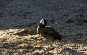 Dendrocygne veuf